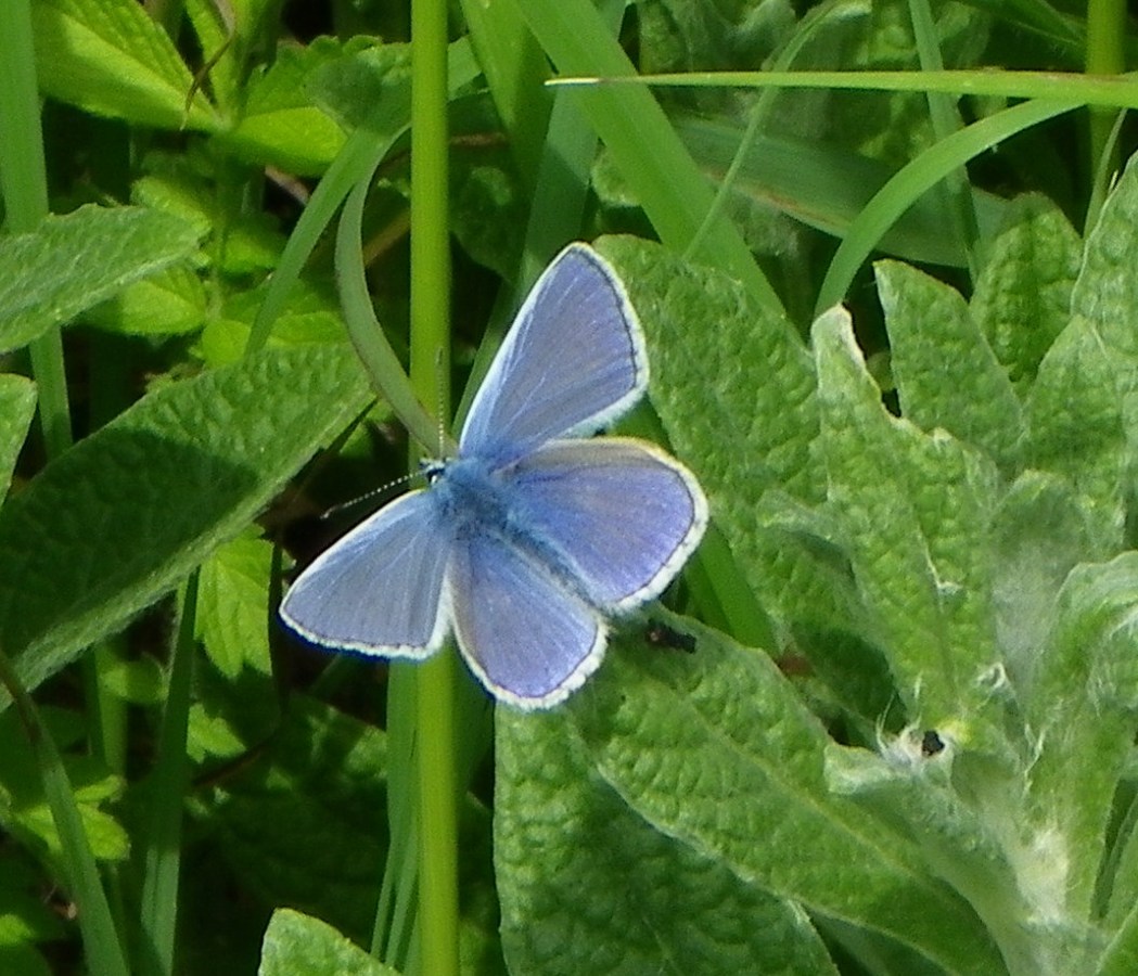 male common blue